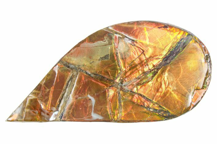 Iridescent Ammolite (Fossil Ammonite Shell) - Alberta #357483